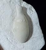 Stachel eines Tylocidaris baltica (SCHLTER 1892) - Bild © FossNet FossilienStore